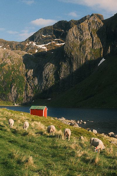 Lofoten by mostsquares