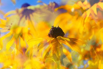 Sonnenhüte, Sonnenblumen von Jessica Berendsen