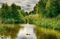 Stillife of water and green