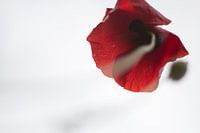 Klaproos in de lucht