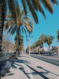 Sunny Boulevard with Palm Trees, Barcelona by MADK