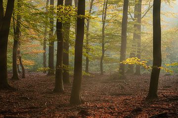 Speulderbos, Gelderland, Niederlande - 30. Oktober 2019 : Morgenlicht zwischen den Bäumen von Anges van der Logt