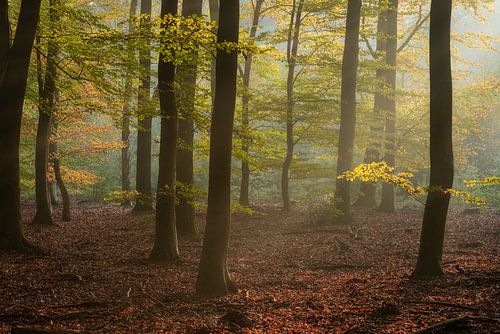 Speulderbos, Gelderland, Niederlande - 30. Oktober 2019 : Morgenlicht zwischen den Bäumen