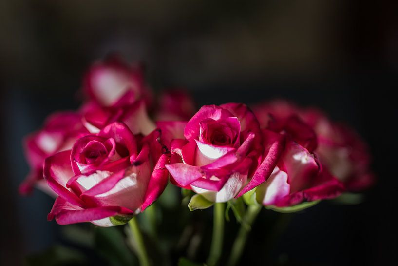 The Rose von Nildo Scoop