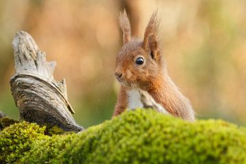 Un écureuil jette un coup d'oeil sur un tronc d'arbre