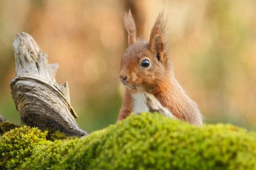 A Squirrel peeks over a tree trunk
