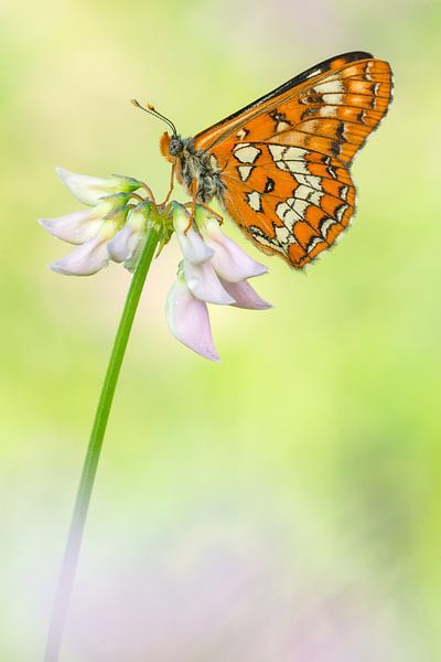 Fritillaire à bec rouge (Euphydryas maturna) se reposant sur une fleur par Nature in Stock