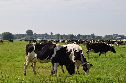 Niederländische Landschaft mit grasenden Kühen im Grünen Herzen bei Woerden, Utrecht