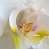 Orchidee 005 van Hans Heemsbergen