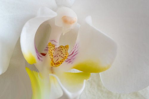 Orchidee 005 van Hans Heemsbergen