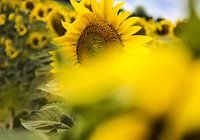 Zonnebloem met bij