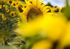 Zonnebloem met bij von Wim Goedhart