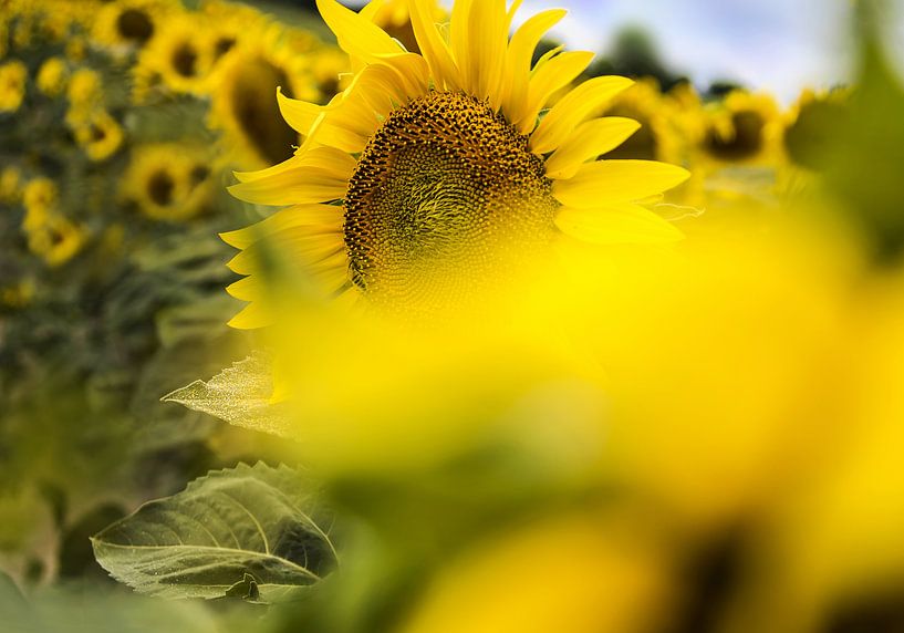 Zonnebloem met bij von Wim Goedhart