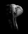 Elephant!, WildPhotoArt  by 1x thumbnail