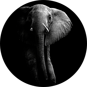 Olifant!, WildPhotoArt  van 1x