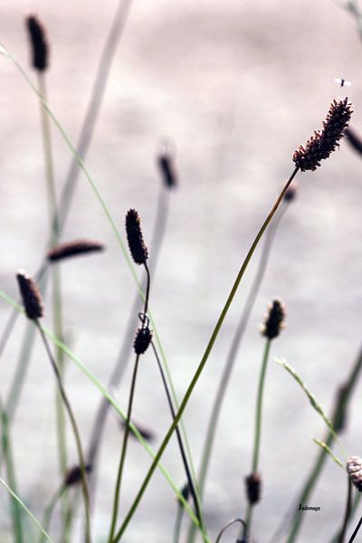Zee van grasknoppen van Christine GUILLET