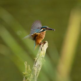 Tim van der Bruggen photo de profil