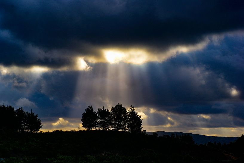 Four trees and the sun van Niek Traas