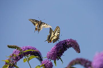 Twee koninginnenpages op vlinderstruik. van Janny Beimers