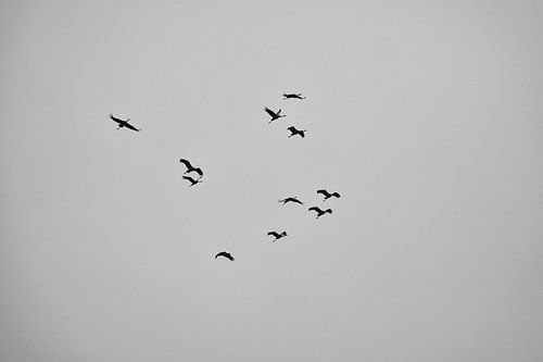 Kraanvogels vliegen in de lucht