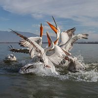 Les pélicans à tête creuse se chamaillent