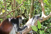 Sansibar-Fransenäffchen und Colobus-Affen