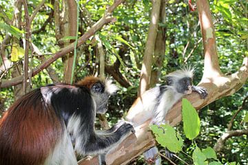Sansibar-Fransenäffchen und Colobus-Affen von Ramon Beekelaar
