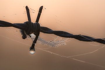 Prikkeldraad met spinnenweb en waterdruppel