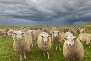 moutons sur la digue, moutons, moutons, moutons sur M. B. fotografie