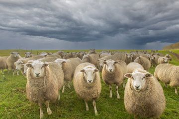 sheep on the dyke, sheep, sheep, sheep by M. B. fotografie