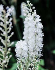 Silverspur - Blumen und Pflanzen von Patty de Graaf