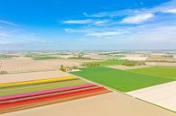 Tulpen in velden in de lente van bovenaf gezien van Sjoerd van der Wal Fotografie thumbnail