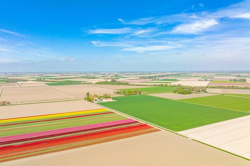 Tulpen in velden in de lente van bovenaf gezien