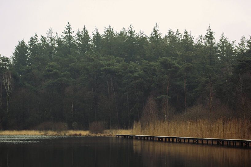 Beesterzwaagse bos. van Femke Haarsma