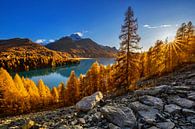 Herfst aan het meer van Sils in Zwitserland van Thomas Rieger thumbnail