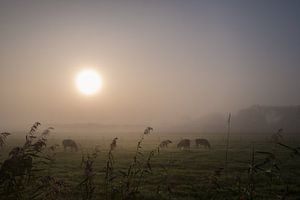 Kühe im Nebel von Moetwil en van Dijk - Fotografie