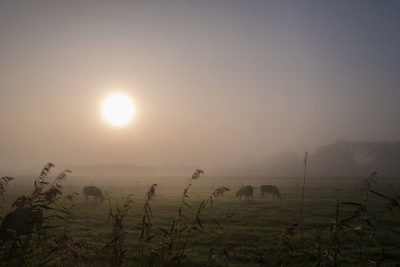Cows in the mist by Moetwil en van Dijk - Fotografie