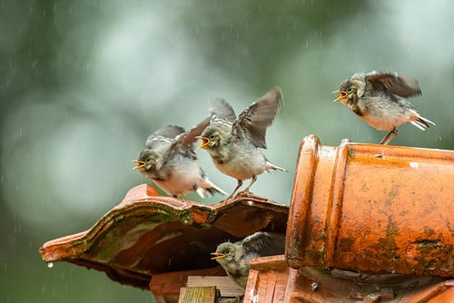Feeding time wagtail