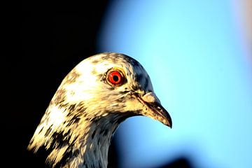 Pigeon sur Arno-Jan Boere