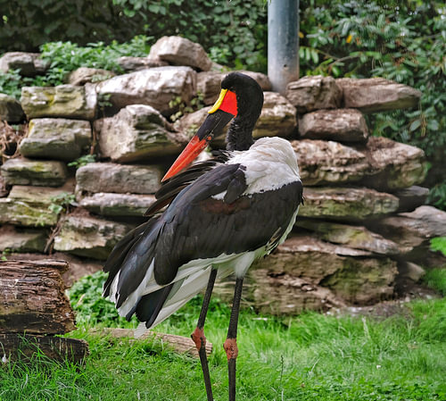 Zadelbekooievaar