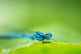 Azuurjuffer sur Miranda Rijnen Fotografie