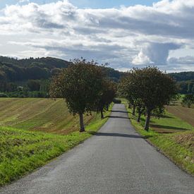 Route des marguerites au Danemark sur Henk Alblas