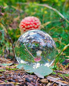 Kijkend door de glazen bol in het bos naar een paddenstoel. Natuurfoto van Martin Köbsch