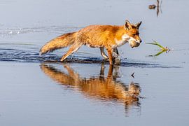 Ein Fuchs ist mit einem Gänseei auf dem Weg zu ihren Jungen am Wasser entlang.