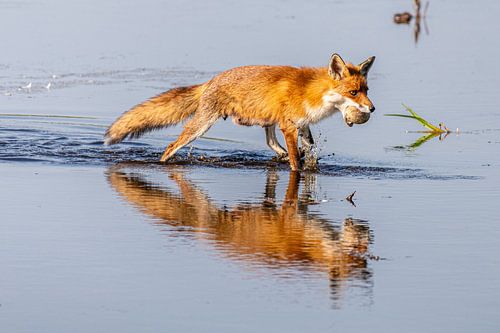 Vos op weg met een ganzenei naar haar pups langs het water.