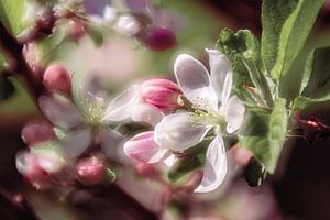 Verträumte Apfelblüten