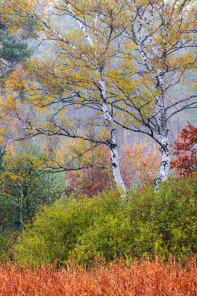 Birken im Herbst von Daniela Beyer