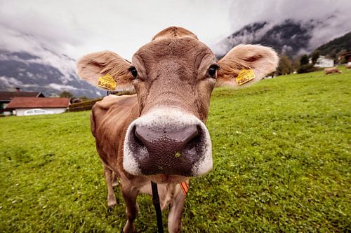 Vache alpine