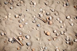 Schelpen op het strand van Vlieland by Gerjanne Dijkstra