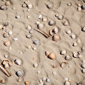 Schelpen op het strand van Vlieland van Gerjanne Dijkstra